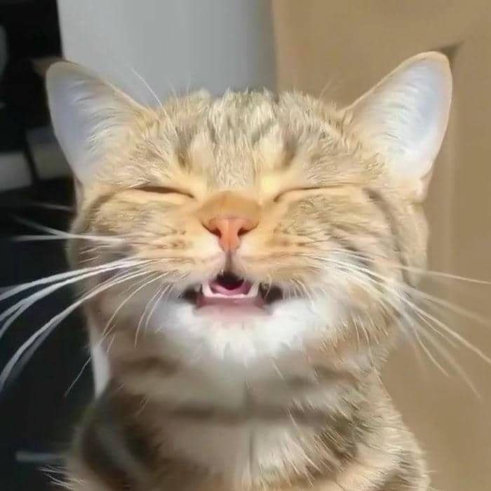 Ảnh hình meme cười cute