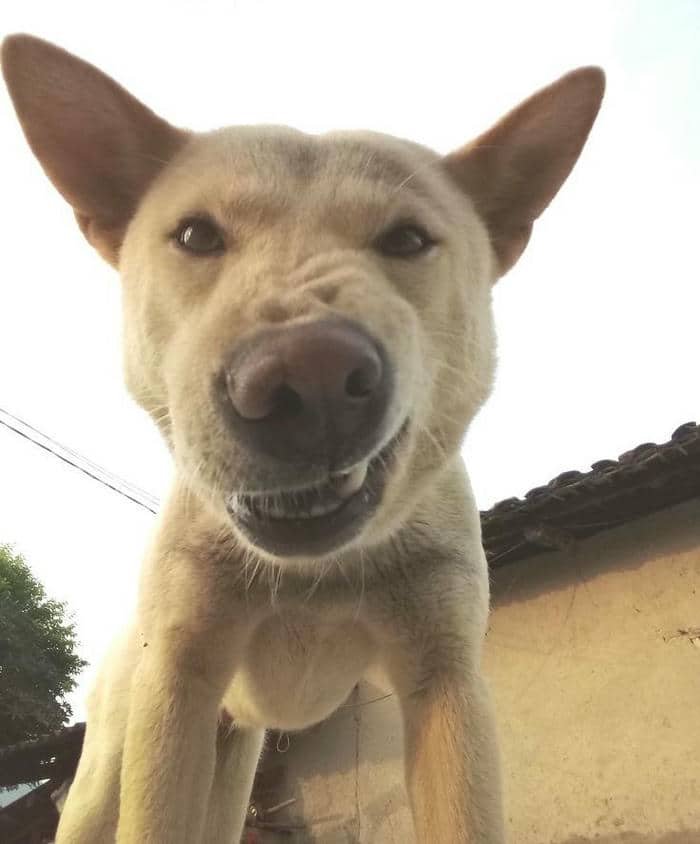 Ảnh hình meme cười nhếch mép