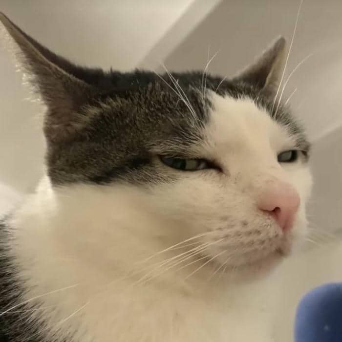 Ảnh hình meme mèo cười gian xảo