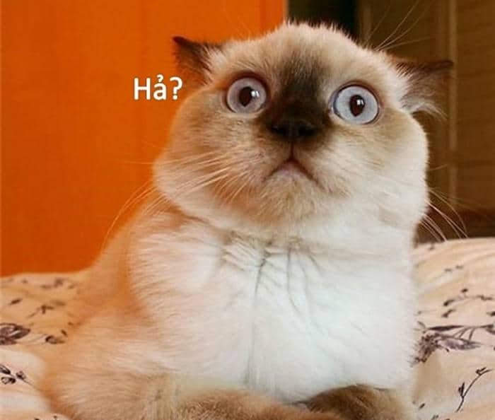 Ảnh meme bất ngờ