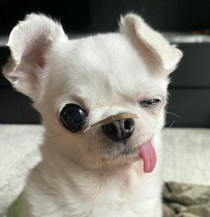 Ảnh meme chó Chihuahua nháy mắt siêu đáng yêu