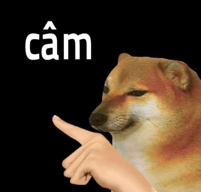 Ảnh meme chó chỉ tay