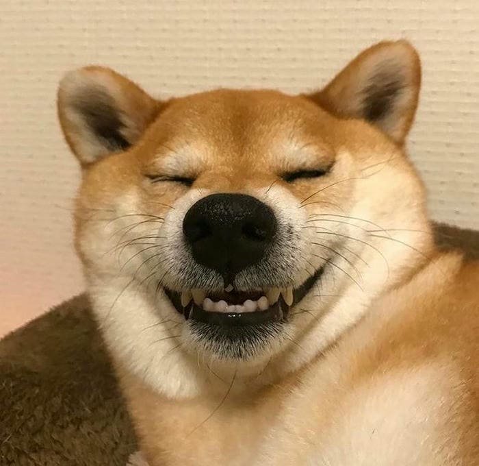 Ảnh meme chó cười hở răng