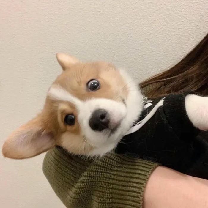 Ảnh meme chó cute