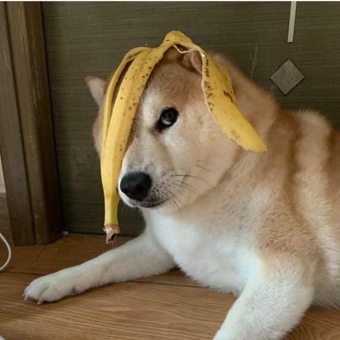Ảnh meme chó hài bựa