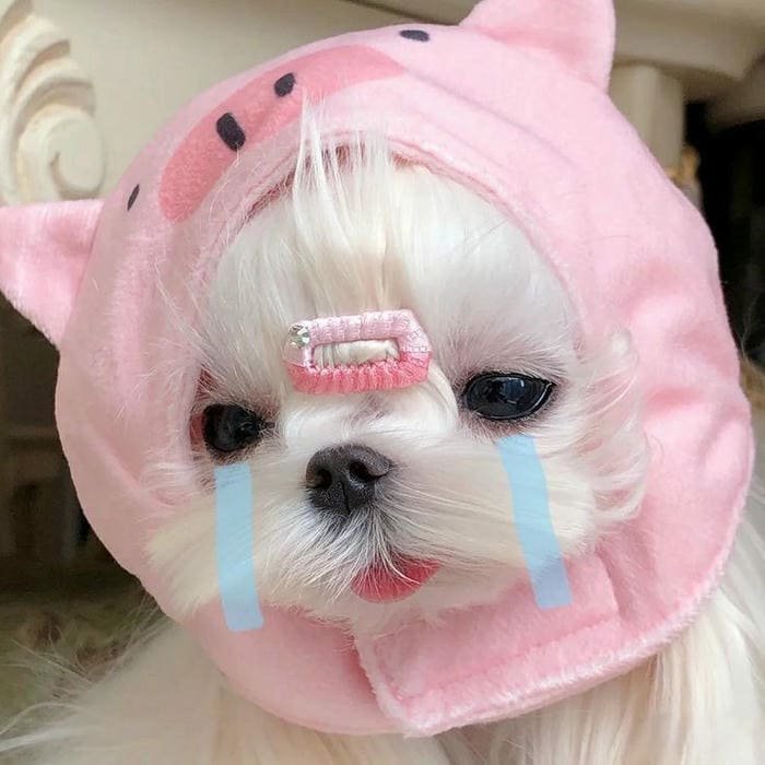 Ảnh meme chó khóc cute