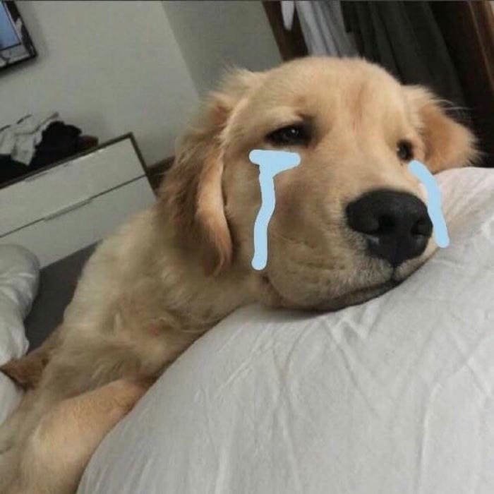 Ảnh meme chó khóc dễ thương