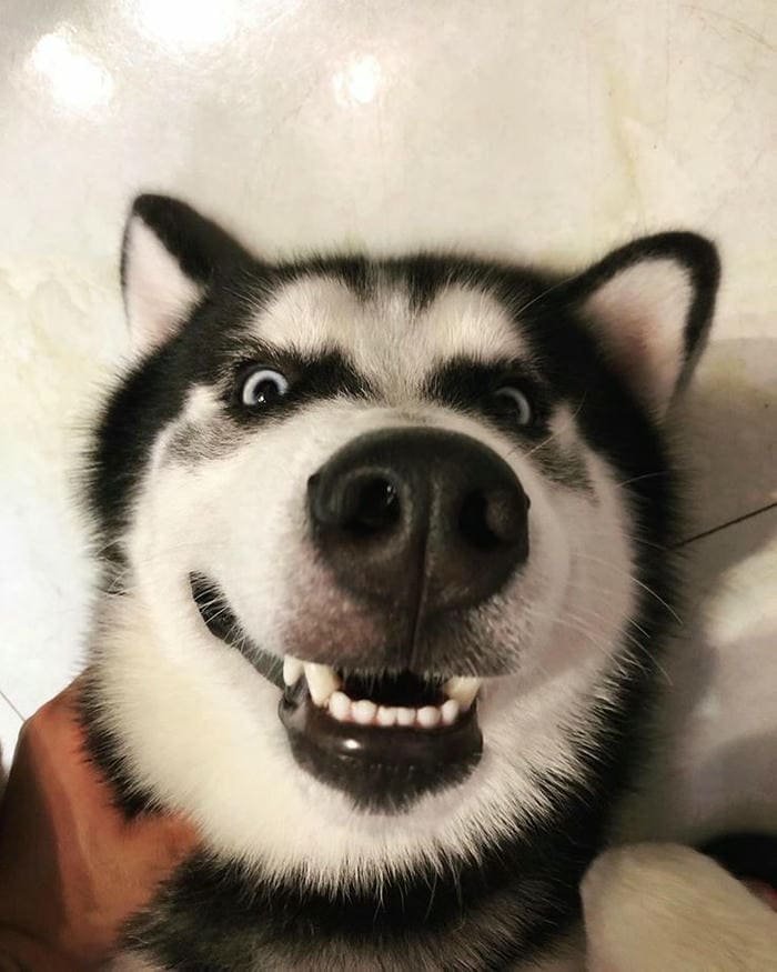 Ảnh meme chó ngáo cười hở răng