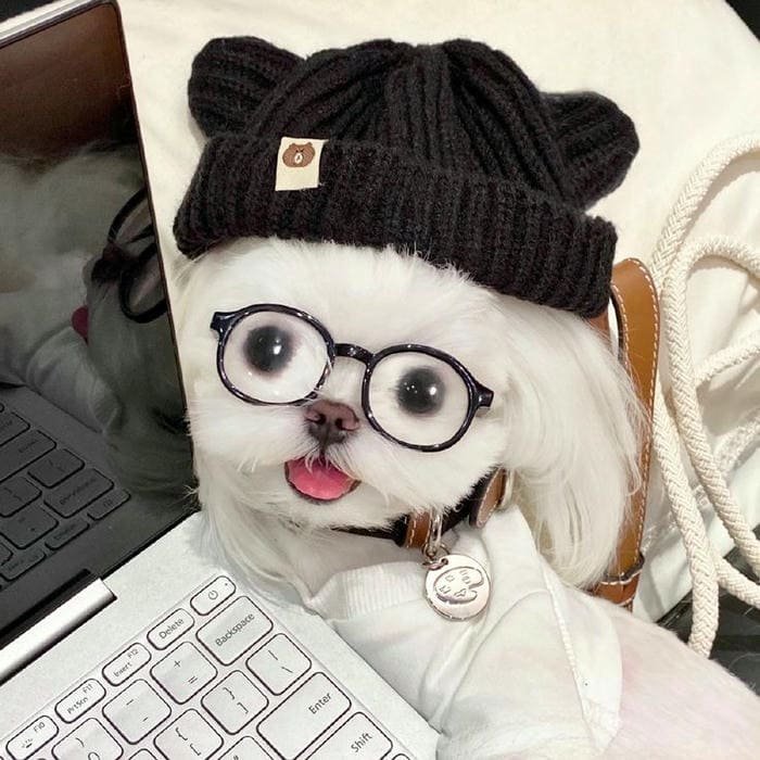 Ảnh meme chó siêu cute