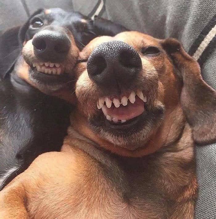 Ảnh meme cười ẻ