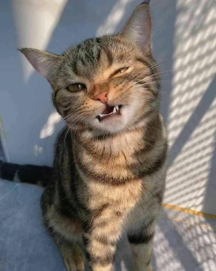 Ảnh meme cười nhếch mép