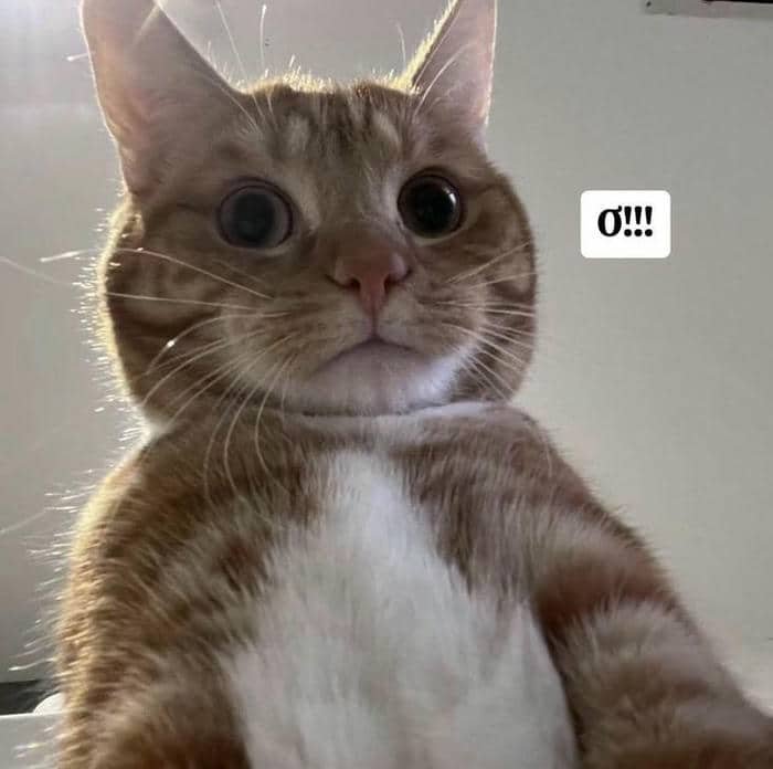 Ảnh meme hình con mèo bất ngờ