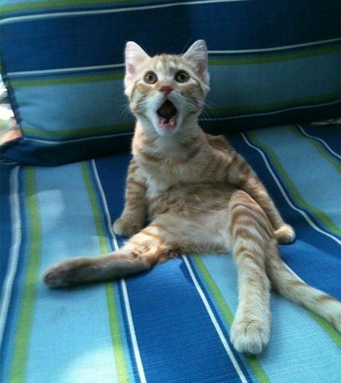 Ảnh meme mèo bất ngờ cute
