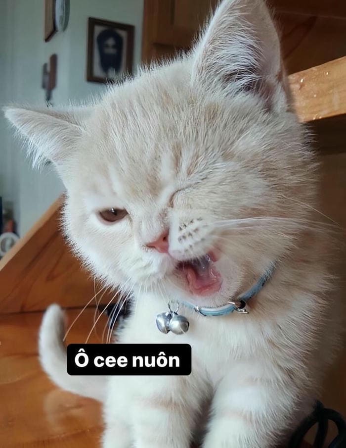 Ảnh meme mèo ok siêu cute