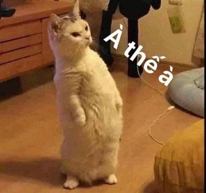 Ảnh mèo cute meme giận dỗi