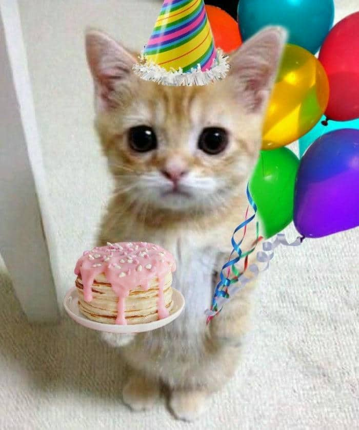 Cat happy birthday meme