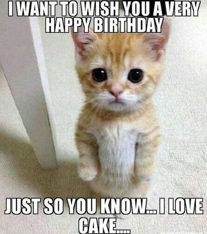 Happy birthday cat meme