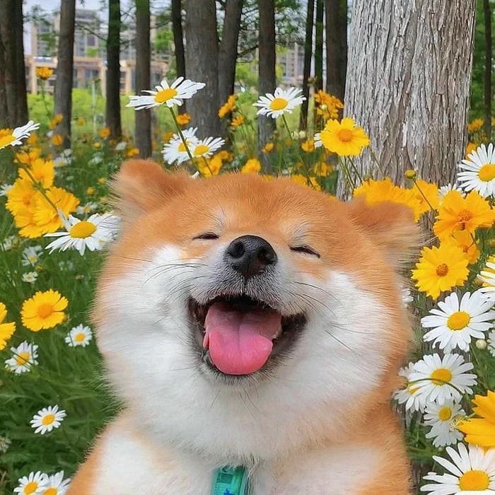 Hình ảnh meme chó cười