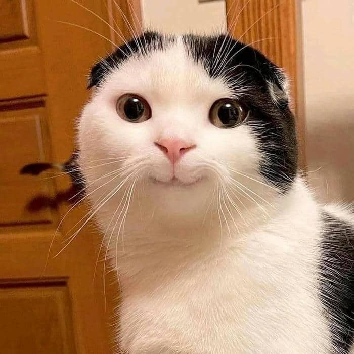 Hình ảnh meme cười gượng