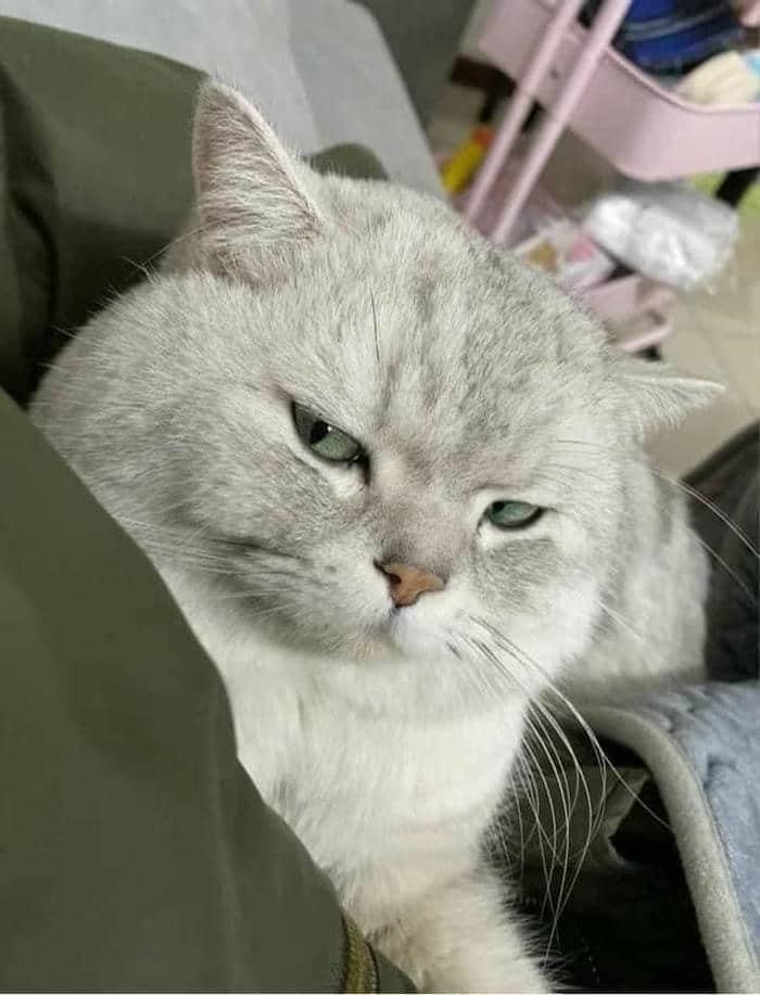 Hình ảnh meme cười khinh bỉ (2)