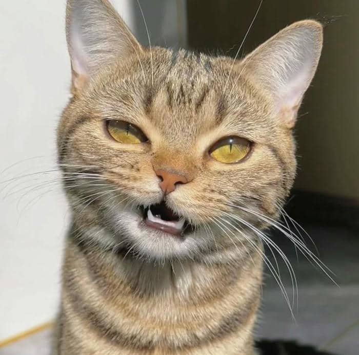 Hình ảnh meme cười nhếch mép