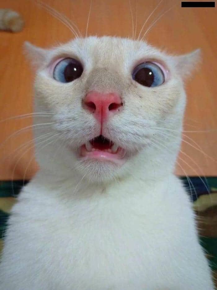 Hình meme mèo bất ngờ cute