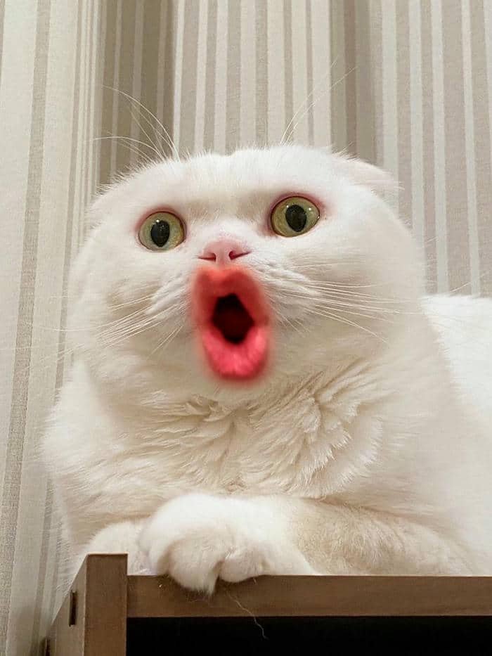 Meme bất ngờ không