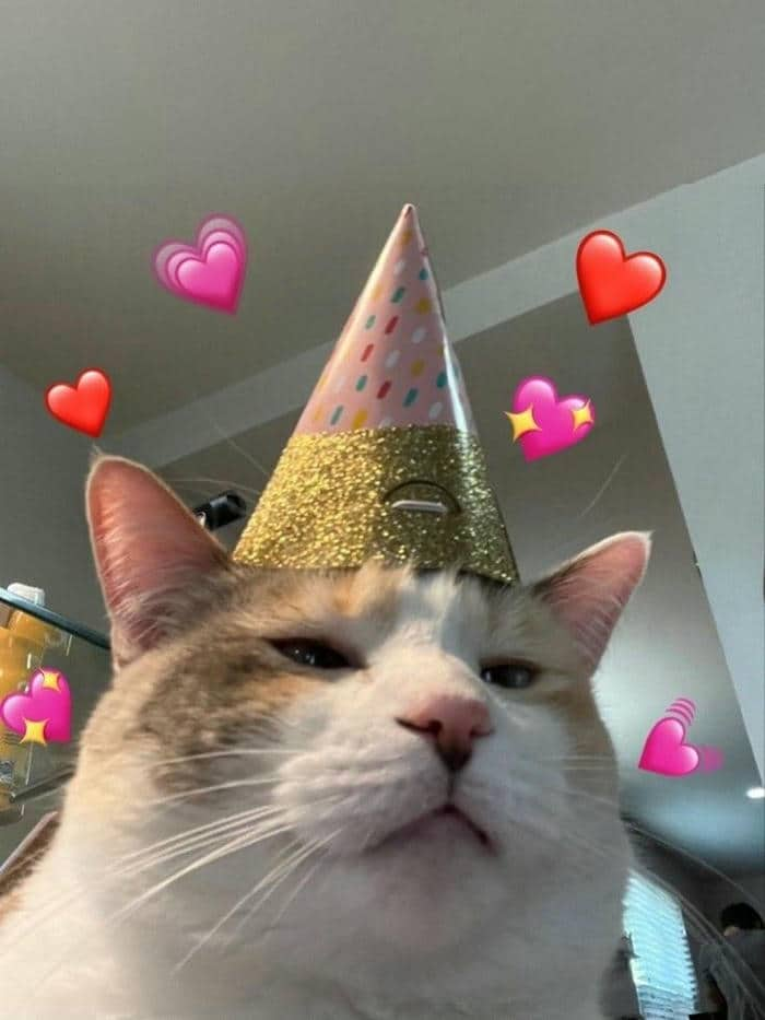 Meme cat happy birthday đáng yêu