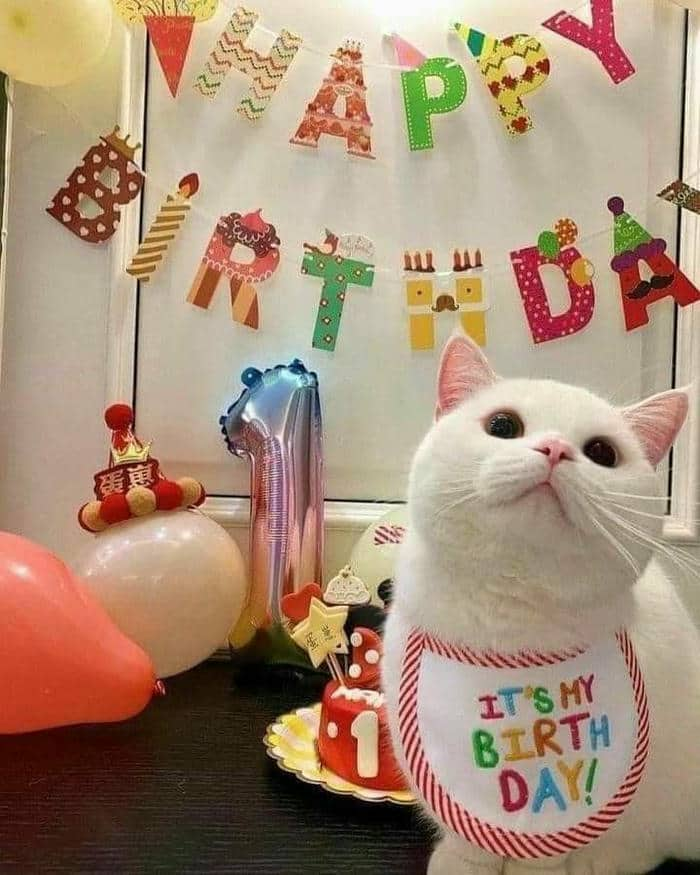 Meme cat happy birthday