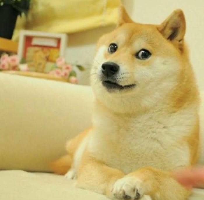 Meme chó bất ngờ