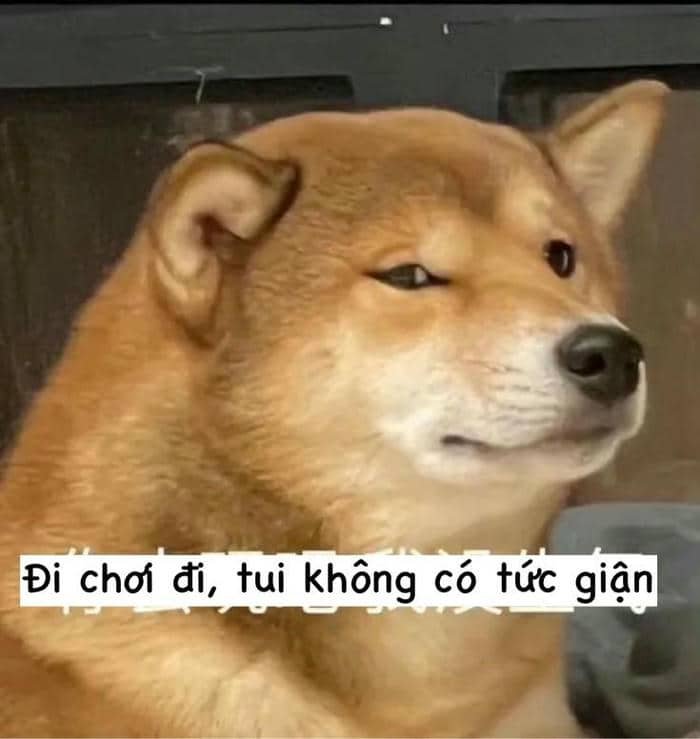 Meme chó tức giận