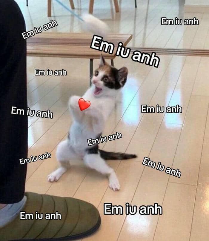 Meme tình yêu