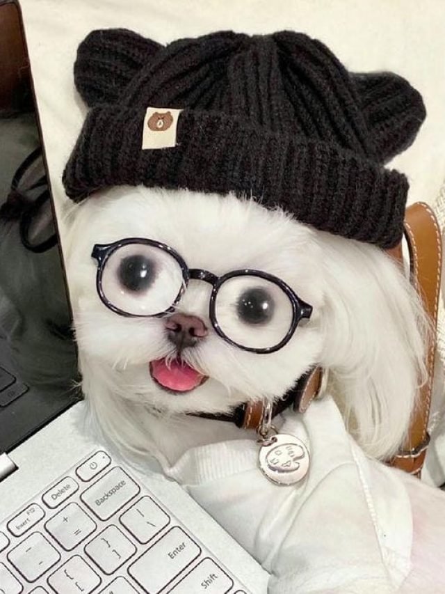 Ảnh meme chó siêu cute