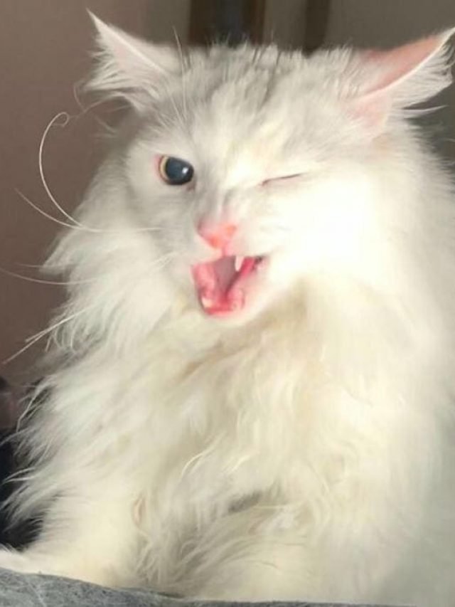 Hình mèo meme dễ thương