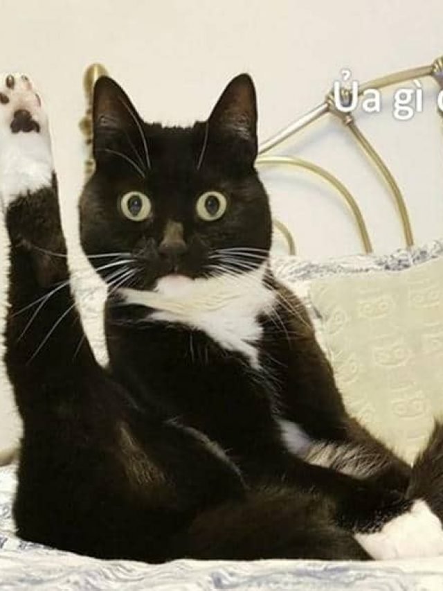 Meme mèo bất ngờ