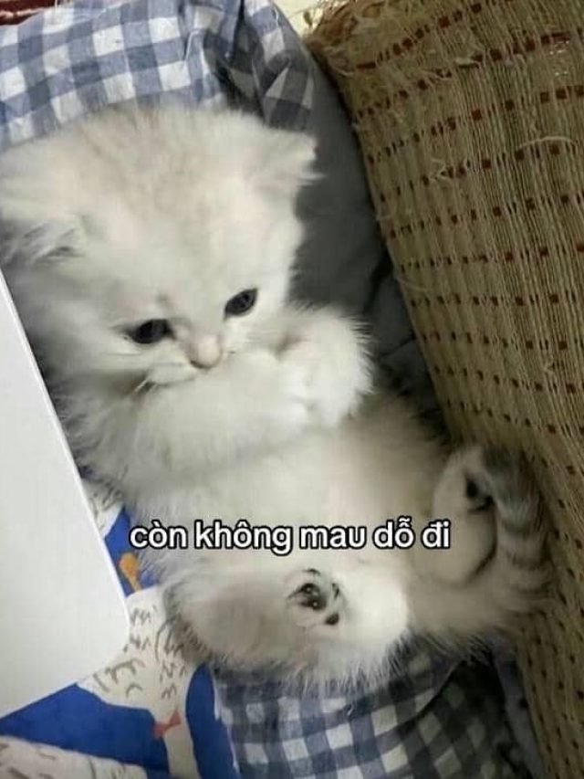 Meme mèo giận dỗi