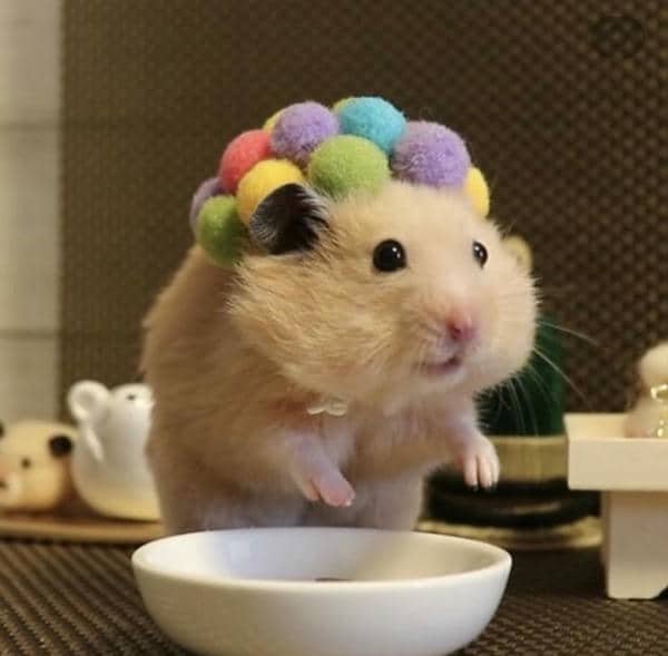 Ảnh chuột hamster cute meme