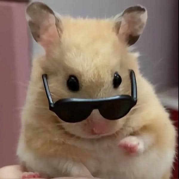 Ảnh chuột hamster meme chế