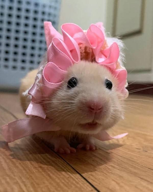 Ảnh chuột hamster meme