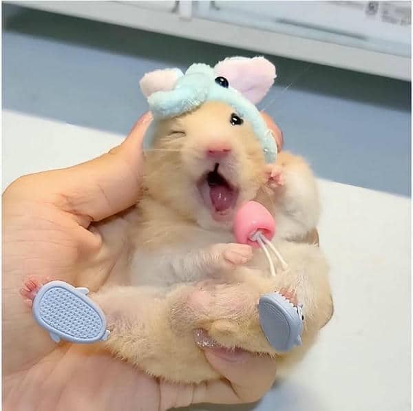 Ảnh meme chuột hamster hài hước