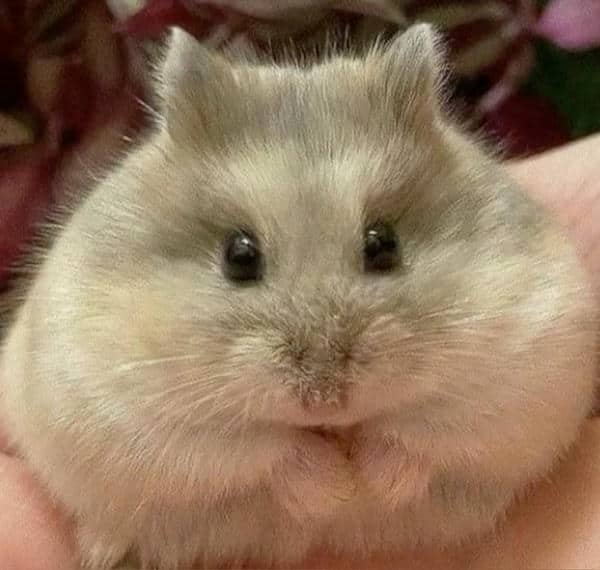 Ảnh meme chuột hamster
