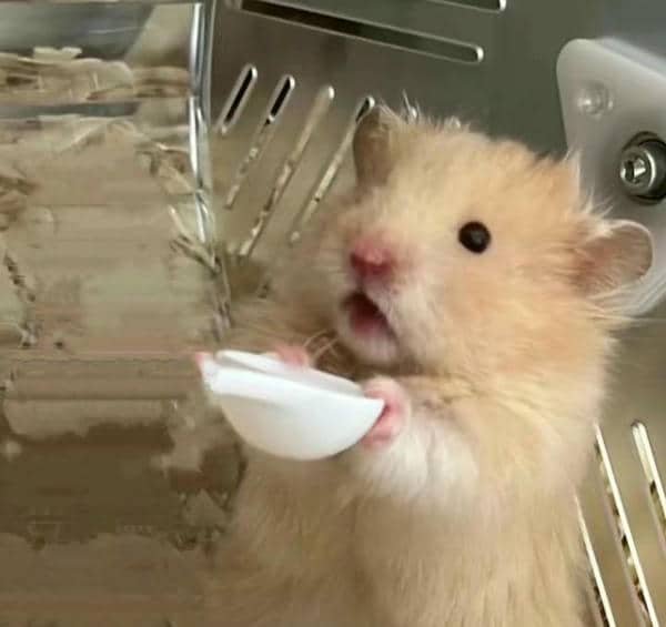 Ảnh meme hamster