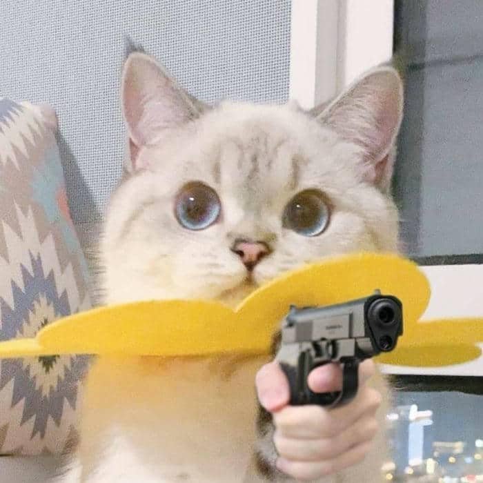 Ảnh meme mèo cầm súng