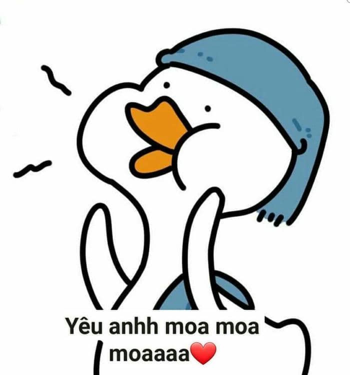 Ảnh meme vịt chế