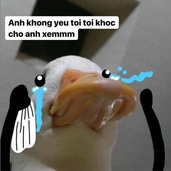 Ảnh meme vịt khóc