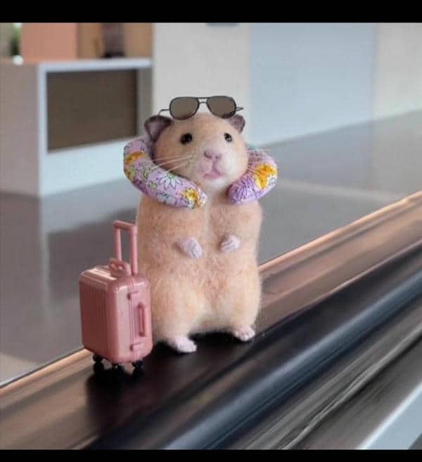 Con chuột hamster meme