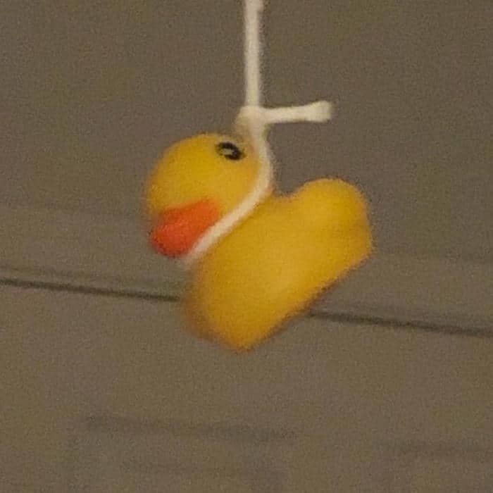 Con vịt vàng meme