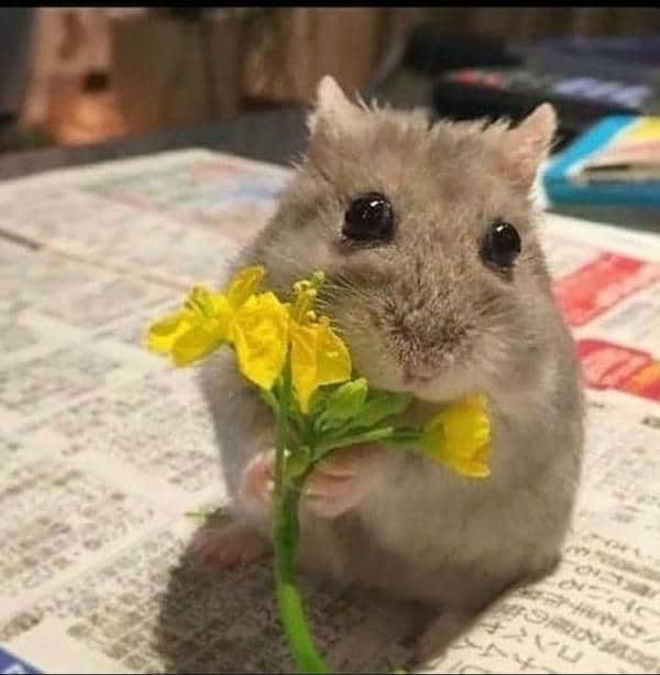 Cute hài hước meme chuột hamster cute