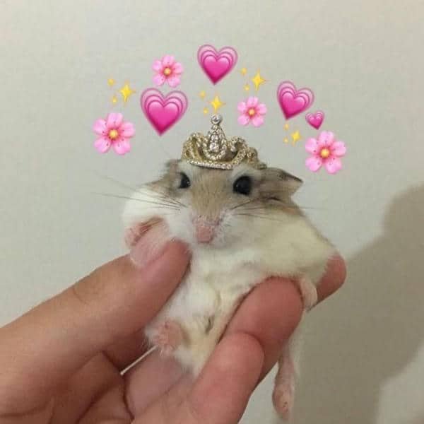 Cute hamster meme