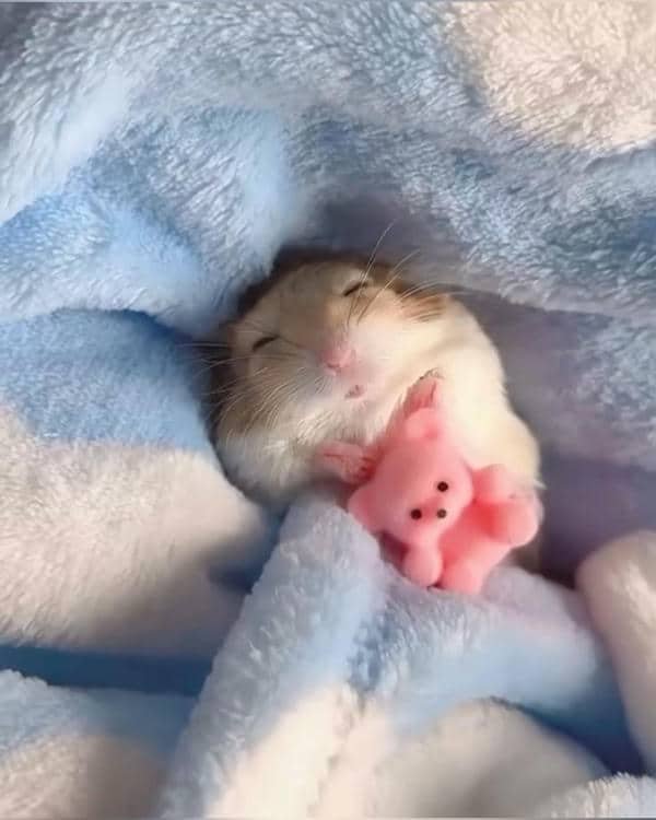 Hamster cute meme